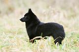 SCHIPPERKE 852